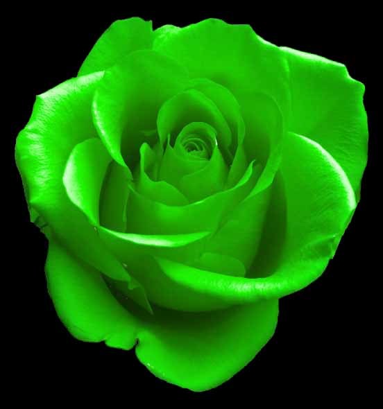 Beautiful Green Rose Flowers