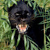 Black Jaguar Animal Pictures