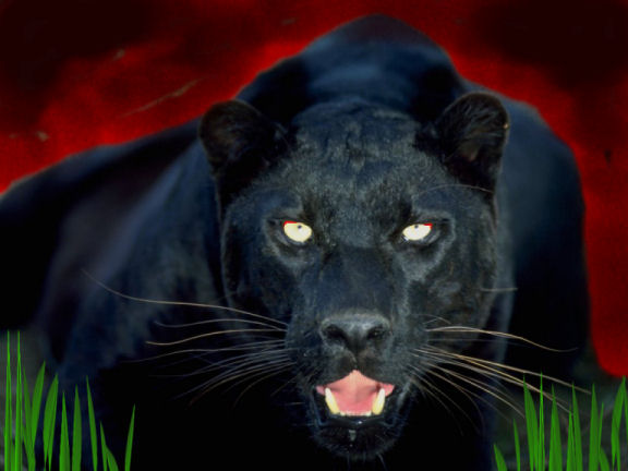 Black Jaguar Animal Pictures
