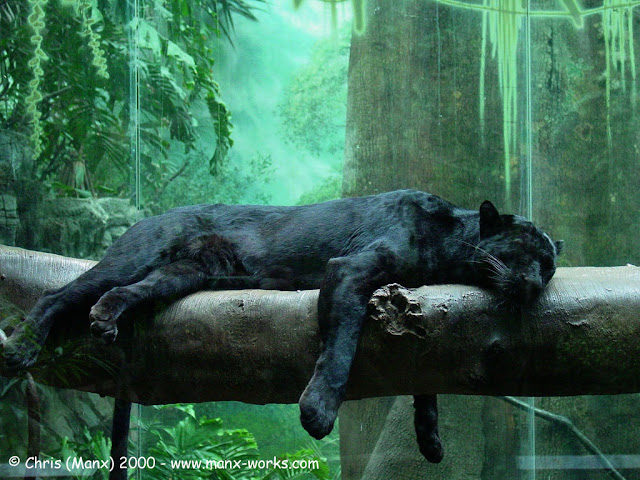 Black Jaguar Animal Pictures