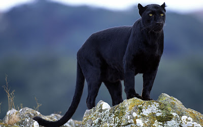 Black Jaguar Animal Pictures