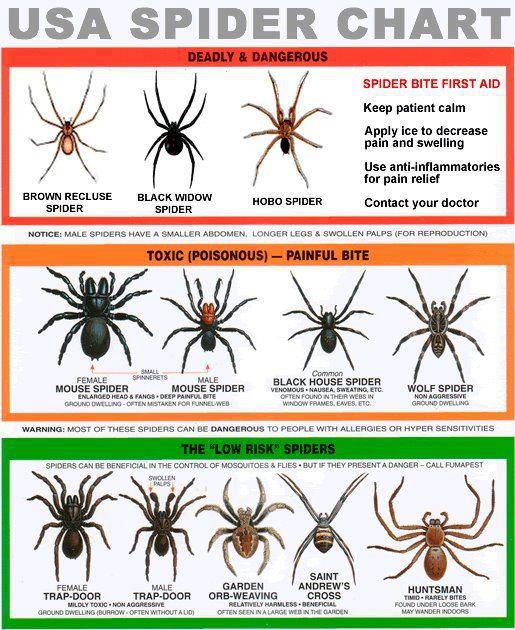 Black Widow Spider Bite Pictures On Dogs