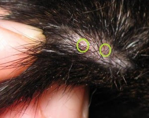 Black Widow Spider Bite Pictures On Dogs