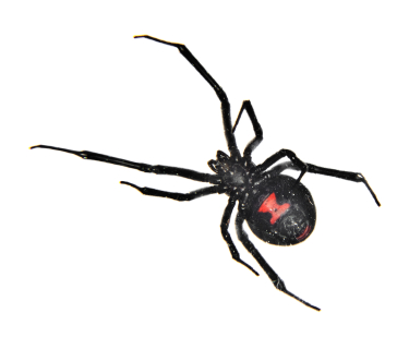 Black Widow Spider Bite Pictures On Dogs