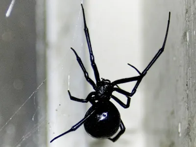 Black Widow Spider Bite Symptoms