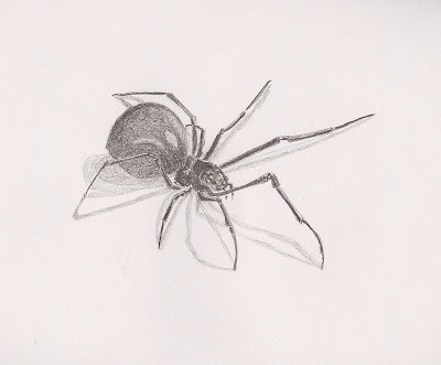Black Widow Spider Drawing
