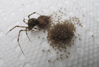 Black Widow Spider Eggs Hatching