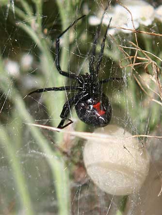Black Widow Spider Eggs Hatching