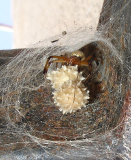 Black Widow Spider Eggs