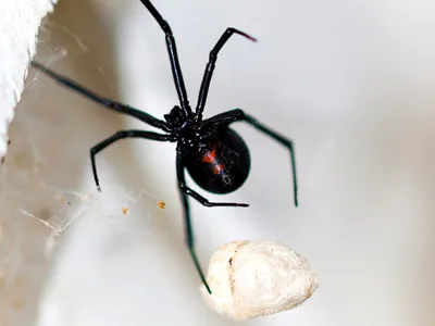 Black Widow Spider Eggs Kill