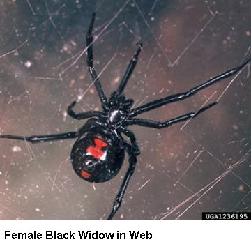 Black Widow Spider Male And Female Pictures
