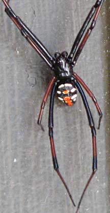 Black Widow Spider Male Poisonous