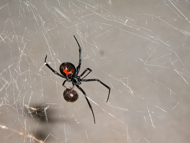 Black Widow Spider Web Design