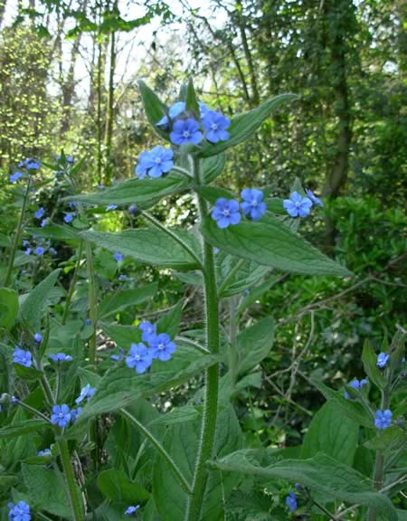 Borage Herbal Uses