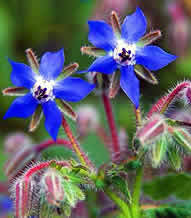 Borage Herbal Uses