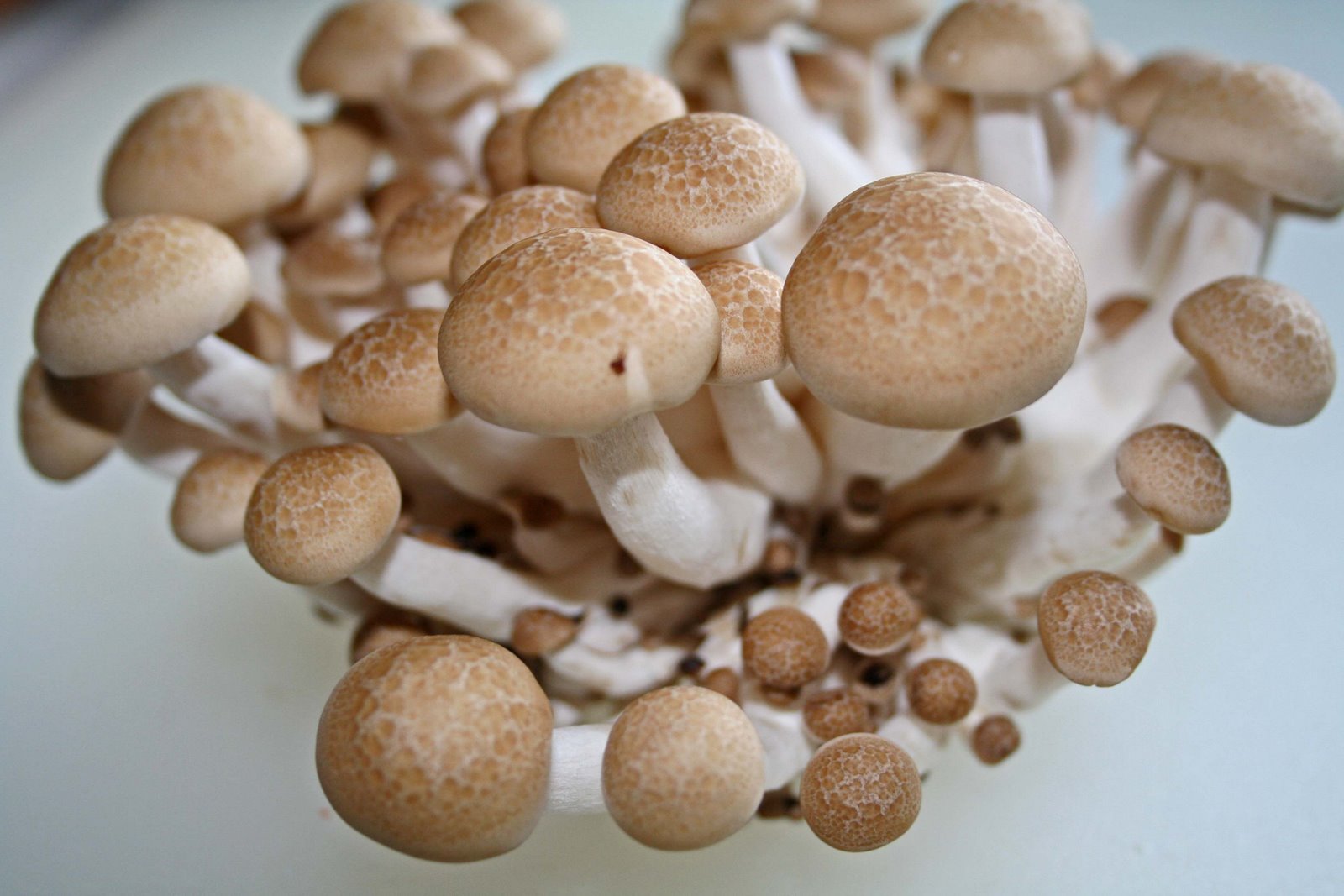 Buna Shimeji Mushrooms