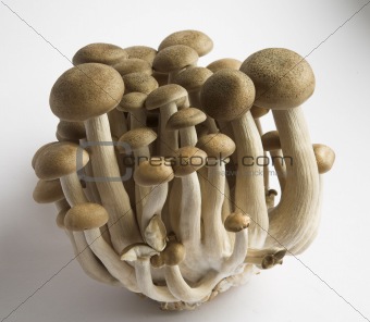 Buna Shimeji Mushrooms
