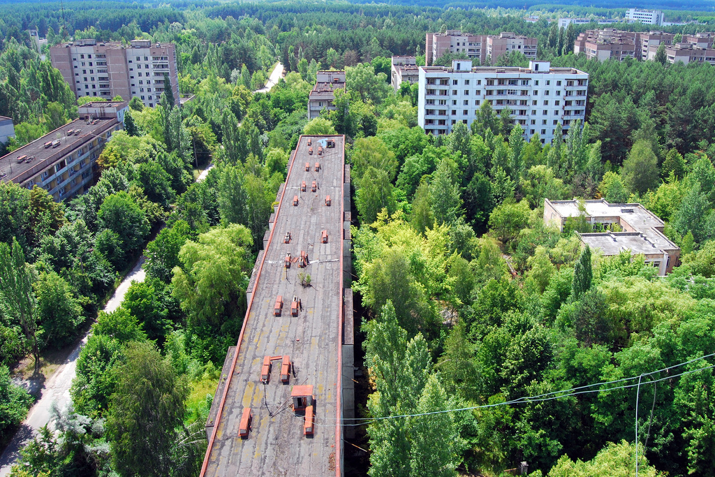 Chernobyl Today Wildlife