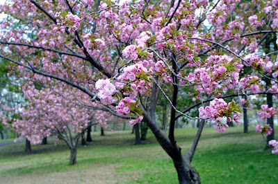 Cherry Blossom Tree Wallpaper