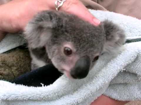 Cute Baby Koala Pictures