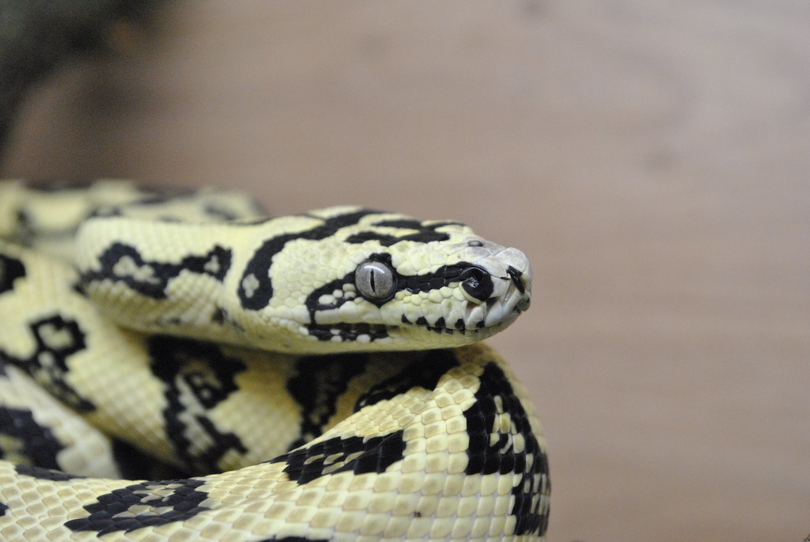 Diamond Jungle Jaguar Carpet Python