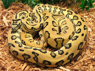 Diamond Jungle Jaguar Carpet Python