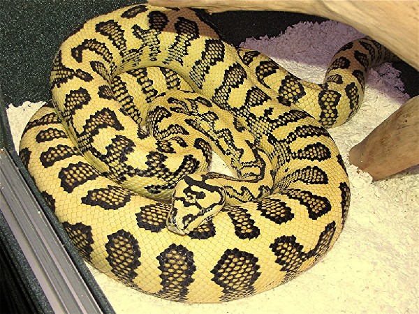 Diamond Jungle Jaguar Carpet Python