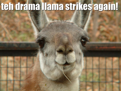 Drama Llama Meme