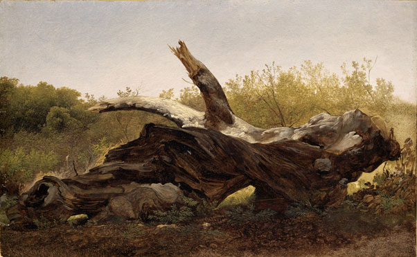 Fallen Tree Log