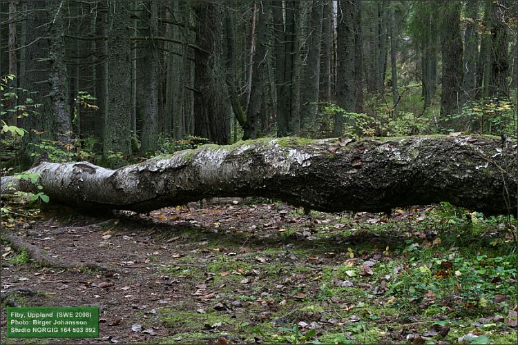 Fallen Tree Log