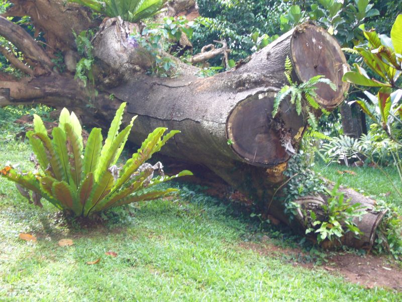 Fallen Tree Trunk