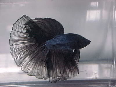 Fighting Fish Black