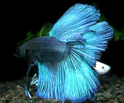 Fighting Fish