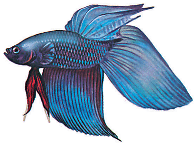 Fighting Fish Pictures