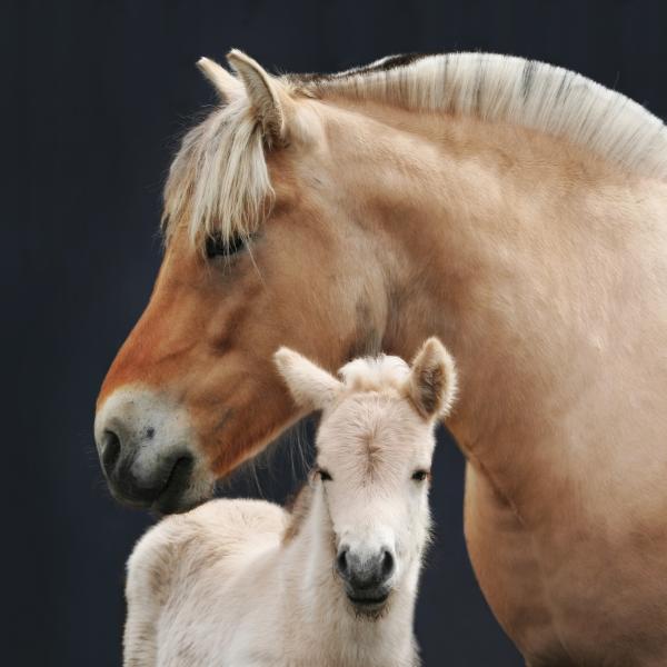 Fjord Horse Head