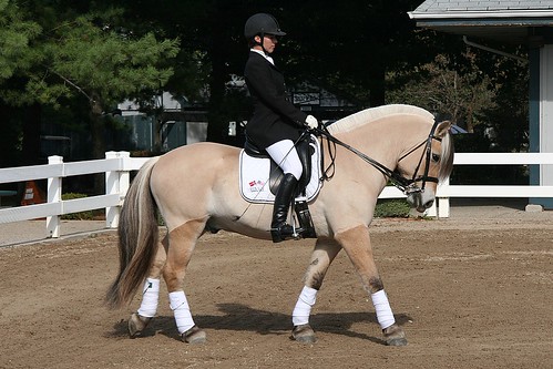 Fjord Horse Head