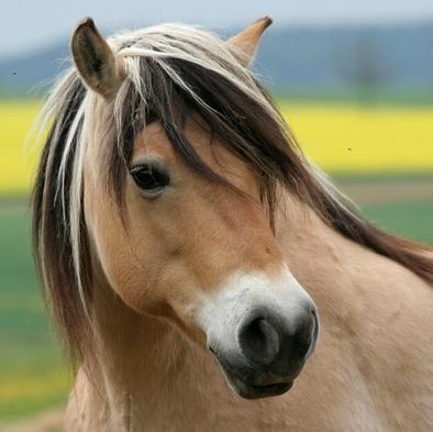 Fjord Horse Head