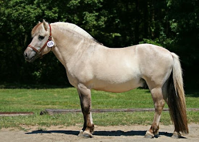 Fjord Horse