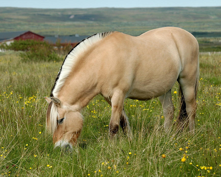 Fjord Horse