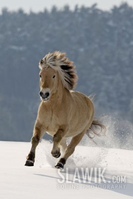 Fjord Horse