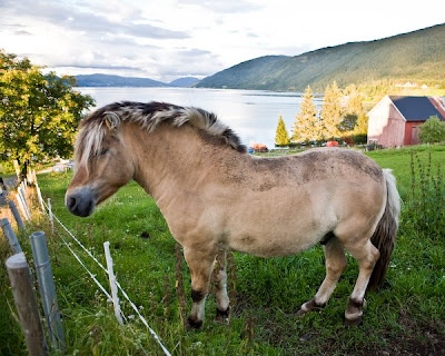 Fjord Horse