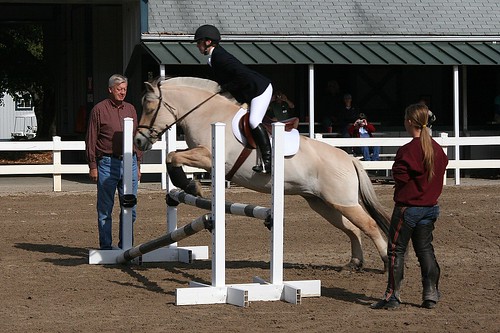 Fjord Horse Jumping