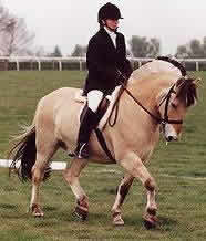 Fjord Horse Jumping