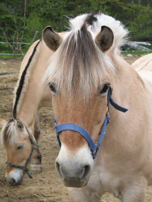 Fjord Horse Registry