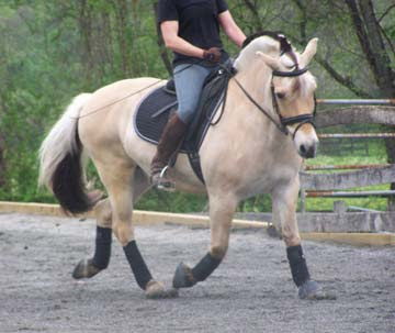 Fjord Pony For Sale Uk