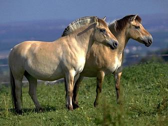 Fjord Pony