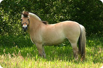 Fjord Pony