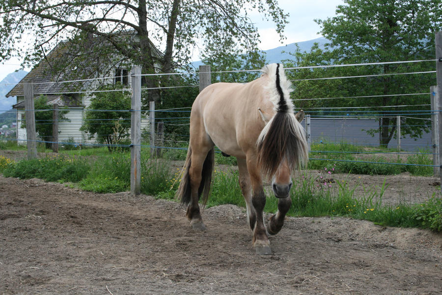 Fjord Pony