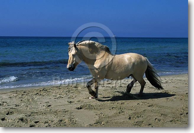 Fjord Pony