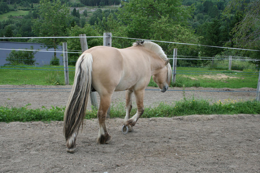 Fjord Pony